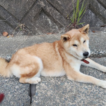 迷子犬の写真