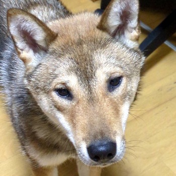 同じ県内で迷子になった犬の写真
