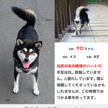 迷子犬の写真
