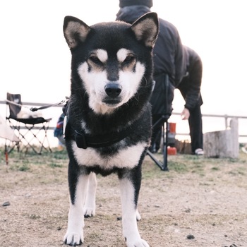 同じ県内で迷子になった犬の写真