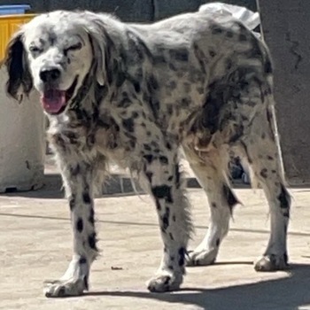 迷子犬の写真