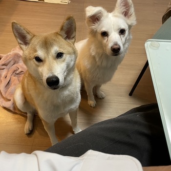 迷子犬の写真