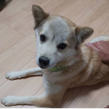 迷子犬の写真