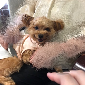 迷子犬の写真