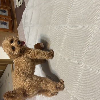 迷子犬の写真