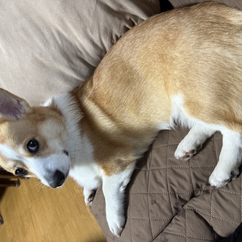 迷子犬の写真