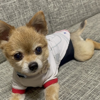 迷子犬の写真