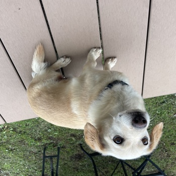 迷子犬の写真