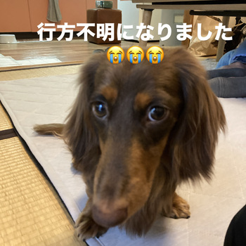 迷子犬の写真