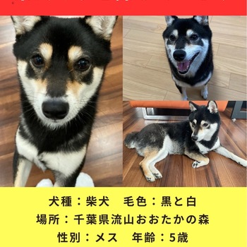 迷子犬の写真