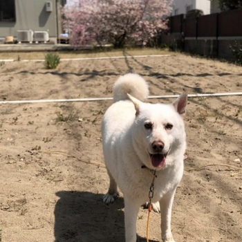 同じ県内で迷子になった犬の写真