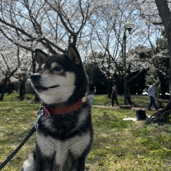 迷子犬の写真