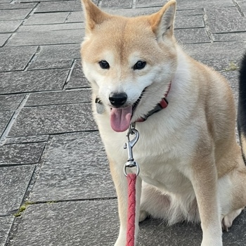 迷子犬の写真