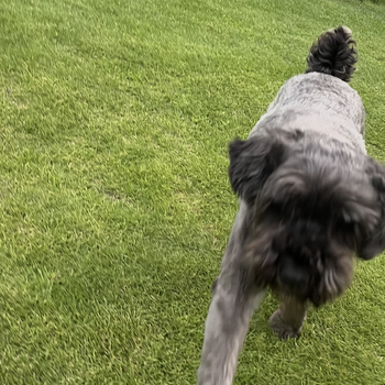 迷子犬の写真