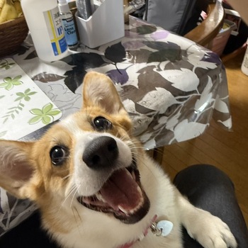 迷子犬の写真