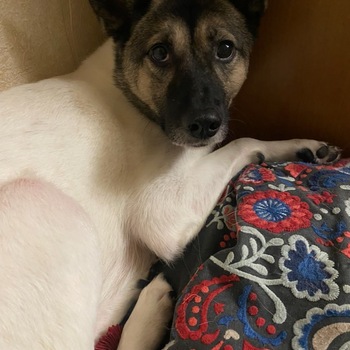 迷子犬の写真