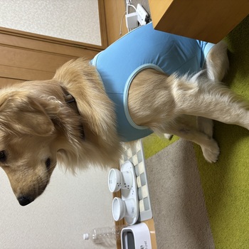 迷子犬の写真