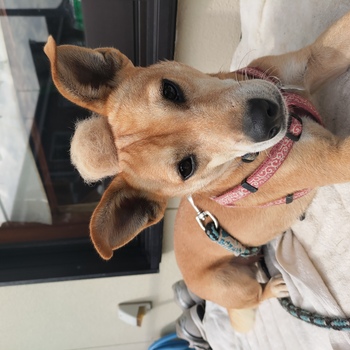 迷子犬の写真