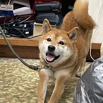 迷子犬の写真