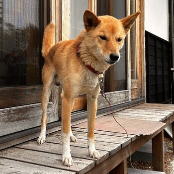 迷子犬の写真