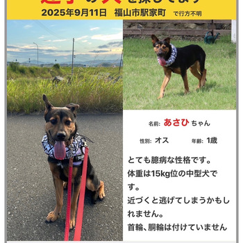 同じ県内で迷子になった犬の写真