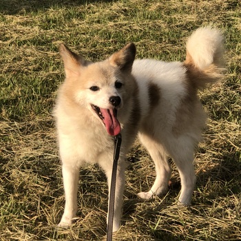 迷子犬の写真