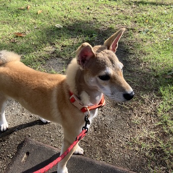 迷子犬の写真