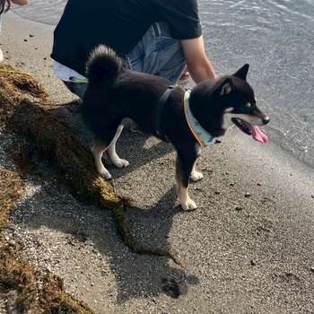 迷子犬の写真