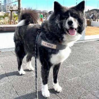 迷子犬の写真