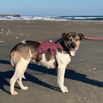 同じ県内で迷子になった犬の写真