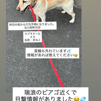 迷子犬の写真