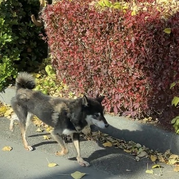 迷子犬の写真