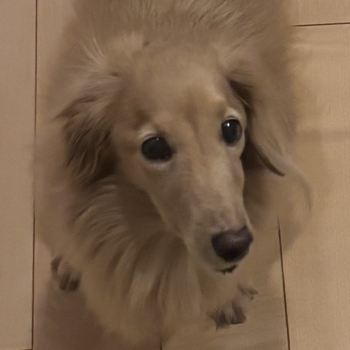 同じ県内で迷子になった犬の写真