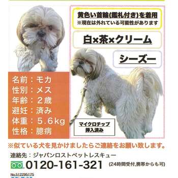 迷子犬の写真