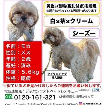 迷子犬の写真