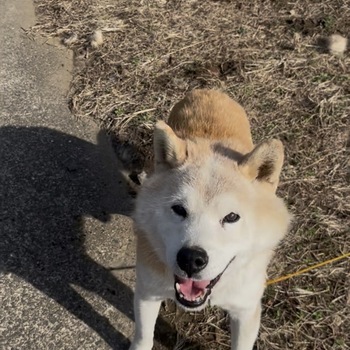 迷子犬の写真