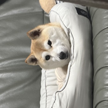 同じ県内で迷子になった犬の写真