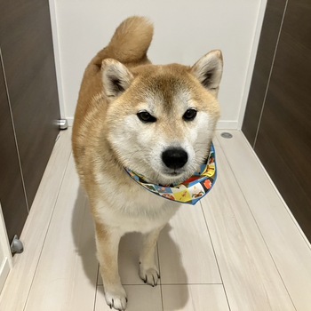 迷子になった犬の写真　1枚目