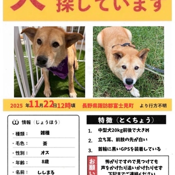 迷子犬の写真