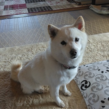 同じ県内で迷子になった犬の写真