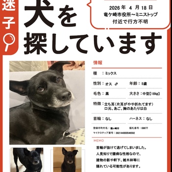 迷子犬の写真