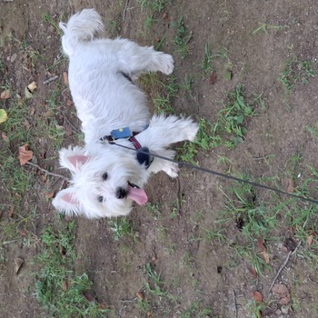 迷子になった犬の写真　1枚目