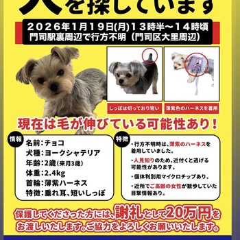 迷子犬の写真