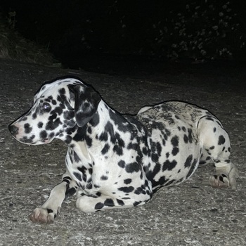 迷子犬の写真