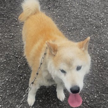 迷子犬の写真