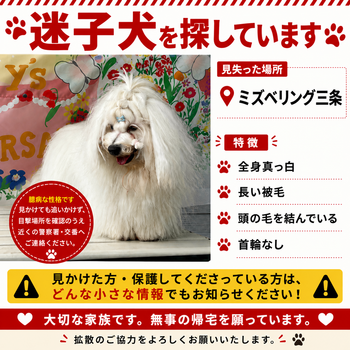 迷子犬の写真
