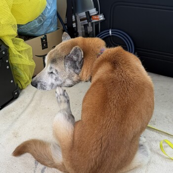 迷子犬の写真