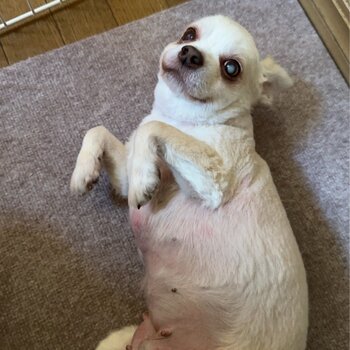 迷子犬の写真