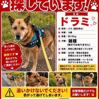 迷子犬の写真