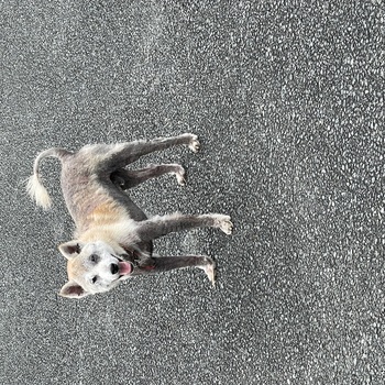 迷子犬の写真